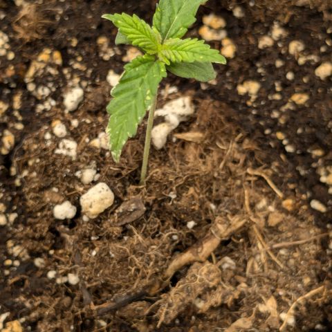 #48 AK47 growlog timeline photo