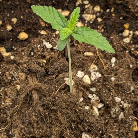 #49 AK47 growlog timeline photo