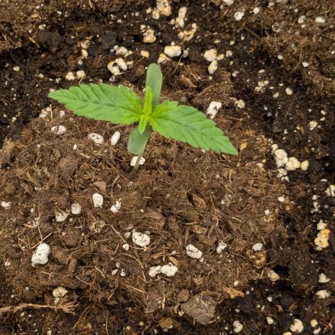 #51 AK47 growlog timeline photo
