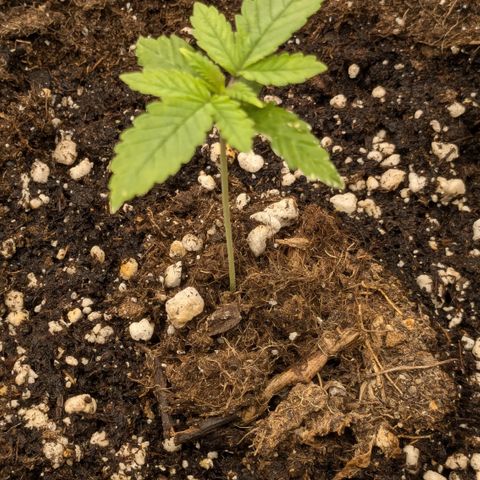 #48 AK47 growlog photo: Zuerst gekeimt, hängt aber leider mittlerweile etwas hinterher. Helles grün, kleine Blätter im Vergleich zu den anderen. Auch was die Höhe betrifft. 