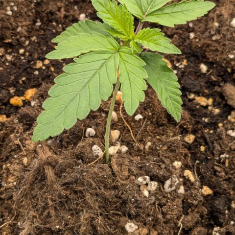 #49 AK47 growlog timeline photo