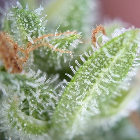 #45 Pure Power Plant Auto growlog timeline photo