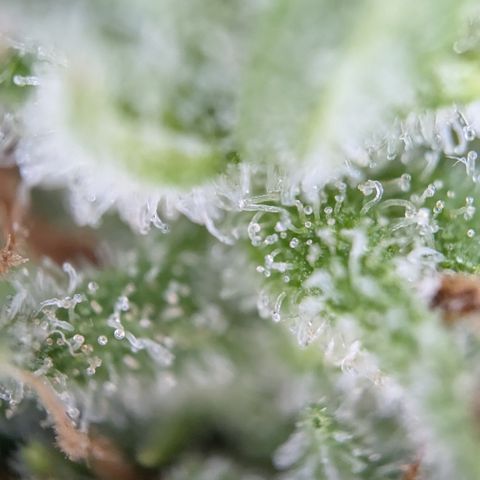 #45 Pure Power Plant Auto growlog timeline photo