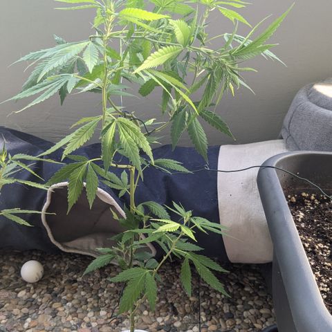 #31.9 Kiffkopp growlog timeline photo