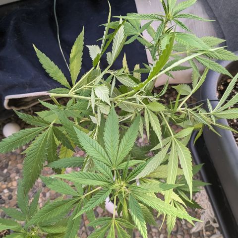 #31.9 Kiffkopp growlog timeline photo