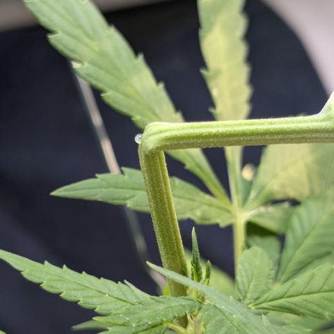 #31.9 Kiffkopp growlog timeline photo