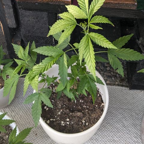 #31.6 White Widow growlog timeline photo