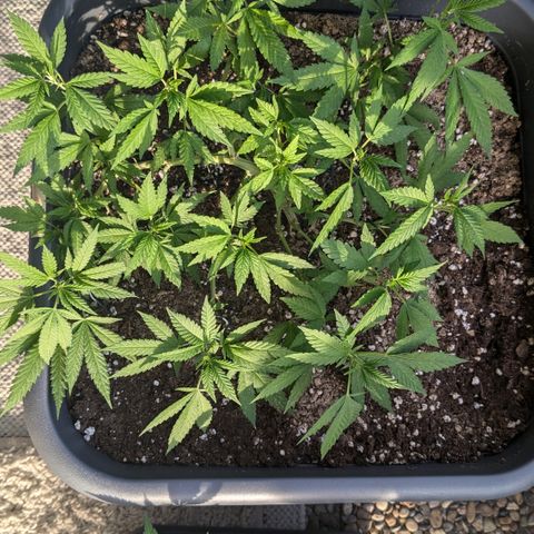 #31.3 White Widow growlog timeline photo