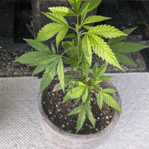 #31.7 White Widow growlog timeline photo