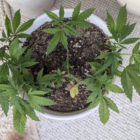 #31.10 Katzengras growlog timeline photo