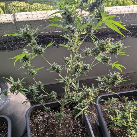 #46 Blueberry Zkittlez Auto growlog timeline photo