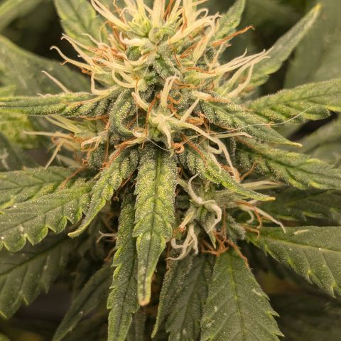 #31.1 White Widow growlog timeline photo