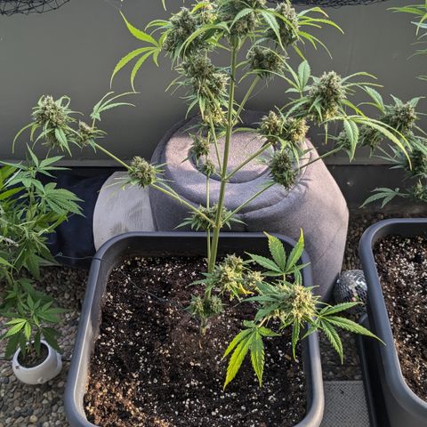 #45 Pure Power Plant Auto growlog timeline photo