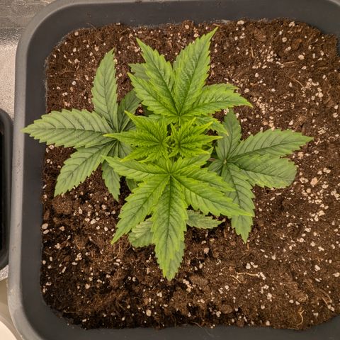 #50 AK47 growlog timeline photo