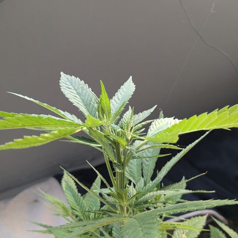 #31.5 White Widow growlog timeline photo