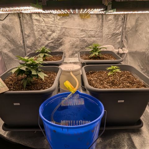 #48 AK47 growlog timeline photo