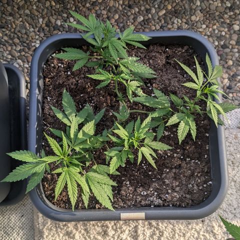 #31.8 White Widow growlog timeline photo