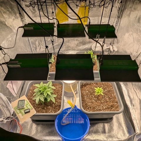 #48 AK47 growlog timeline photo