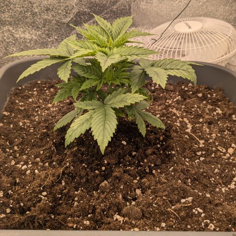 #50 AK47 growlog timeline photo