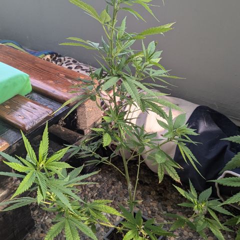 #31.5 White Widow growlog timeline photo