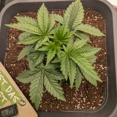 #49 AK47 growlog timeline photo