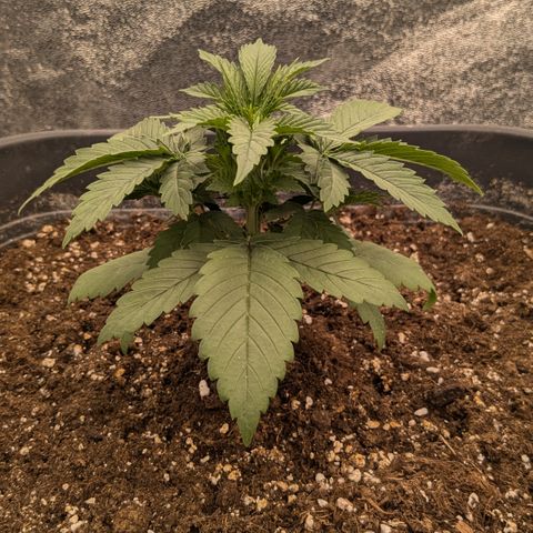 #51 AK47 growlog timeline photo