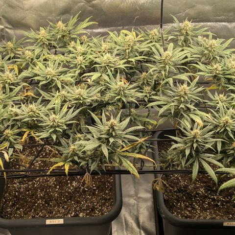 #31.1 White Widow growlog timeline photo