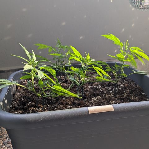 #31.8 White Widow growlog timeline photo