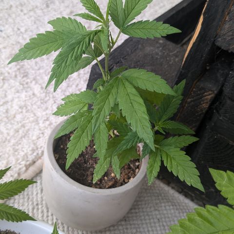 #31.4 White Widow growlog timeline photo
