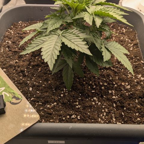 #49 AK47 growlog timeline photo