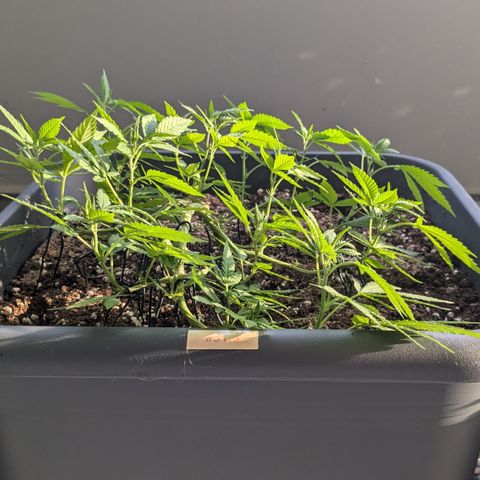 #31.3 White Widow growlog timeline photo