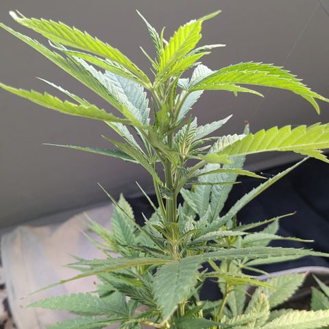 #31.5 White Widow growlog timeline photo