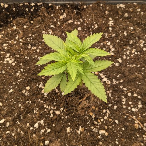 #48 AK47 growlog timeline photo