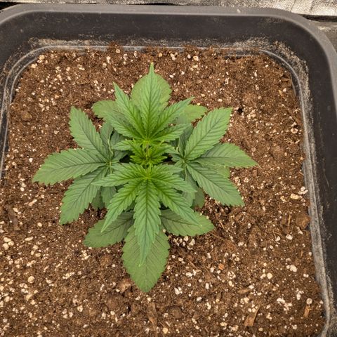#51 AK47 growlog timeline photo