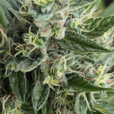 #46 Blueberry Zkittlez Auto growlog timeline photo