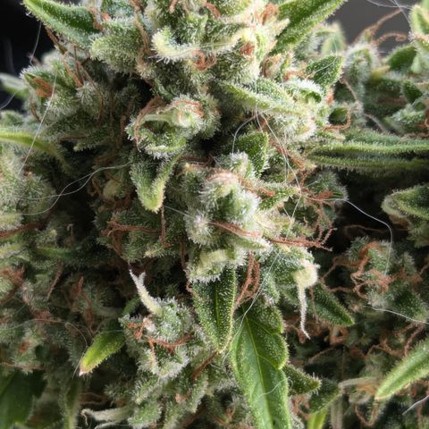 #45 Pure Power Plant Auto growlog timeline photo