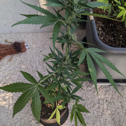 #47 Sticky Orange growlog timeline photo