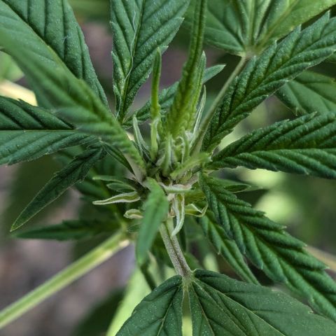 #31.9 Kiffkopp growlog photo: Sieht aus wie Blüte, kann aber eigentlich noch nicht sein. 