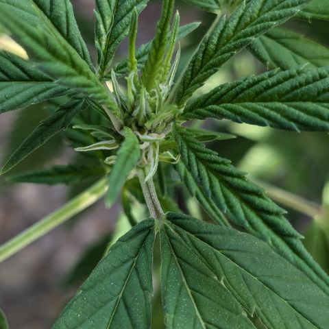 #31.9 Kiffkopp growlog photo: Sieht aus wie Blüte, kann aber eigentlich noch nicht sein. 
