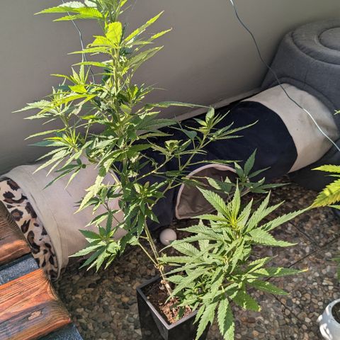 #31.5 White Widow growlog timeline photo