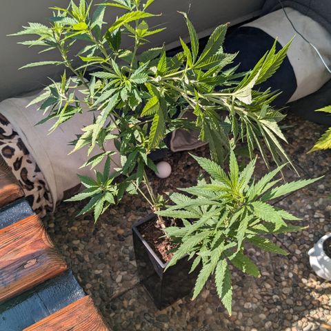 #31.5 White Widow growlog timeline photo