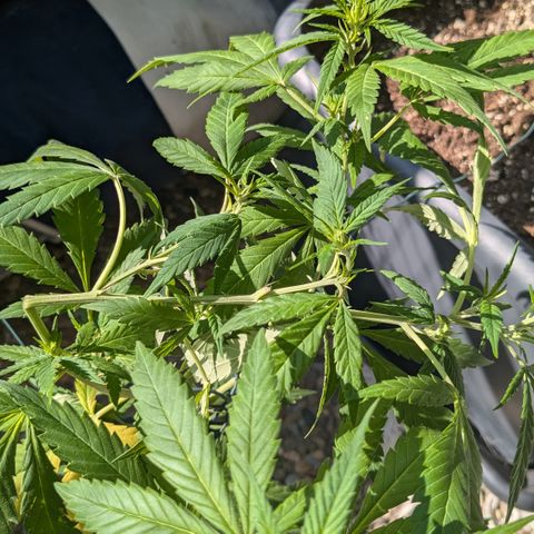 #31.9 Kiffkopp growlog photo: Schon richten sich die ersten Triebe wieder auf. 