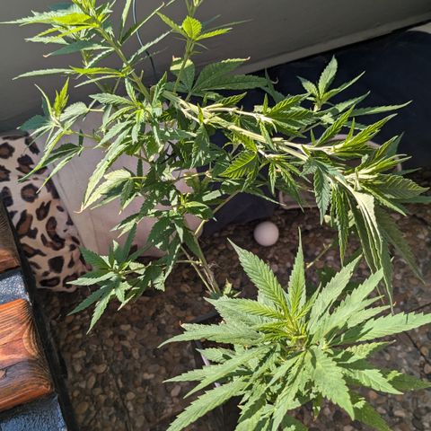 #31.5 White Widow growlog photo: Ein paar Blätter entfernt
