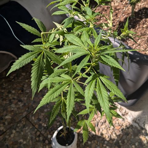 #31.9 Kiffkopp growlog photo: Ein paar Blätter entfernt