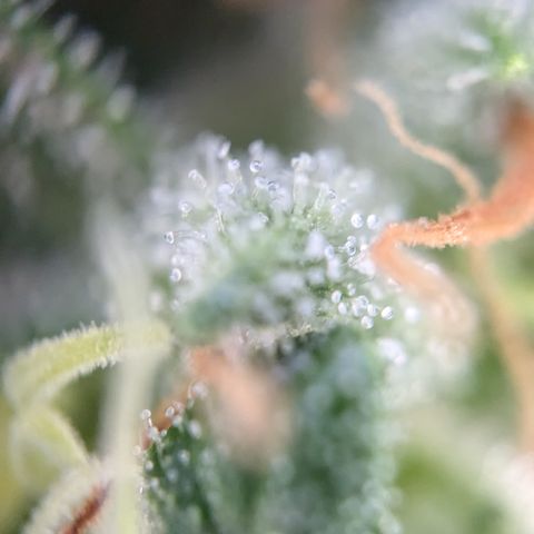 #46 Blueberry Zkittlez Auto growlog timeline photo