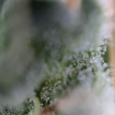 #46 Blueberry Zkittlez Auto growlog timeline photo