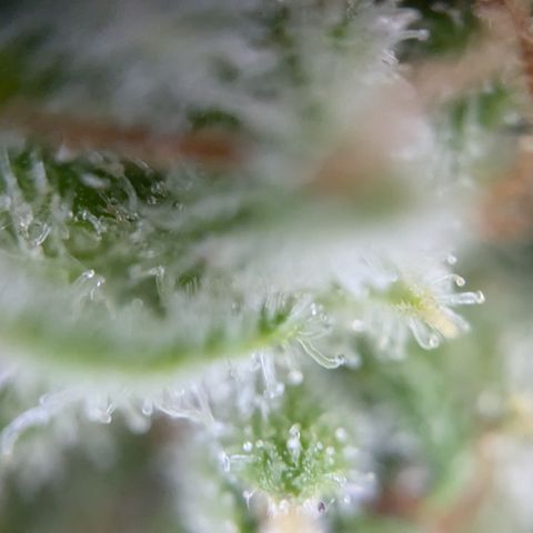 #45 Pure Power Plant Auto growlog timeline photo