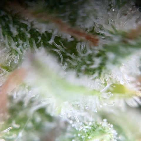 #45 Pure Power Plant Auto growlog timeline photo
