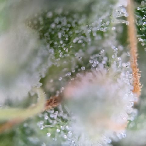 #46 Blueberry Zkittlez Auto growlog timeline photo