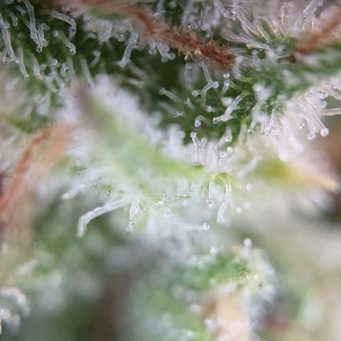 #45 Pure Power Plant Auto growlog timeline photo